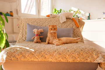 Relaxed cat lying on sofa with plush toys in bright cozy living room, comfortable home, natural light, warm atmosphere