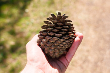 Large pine cone in the hand of traveler above tourist path