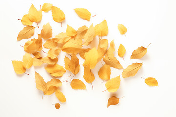 Fototapeta premium Golden Autumn Leaves Falling on White Background