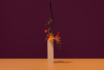 Vibrant orange Crocosmia on modern minimalist display