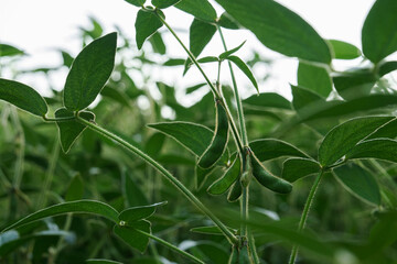 Obraz premium Close-up of ripe green soybean pods against a background of dense vegetation.
