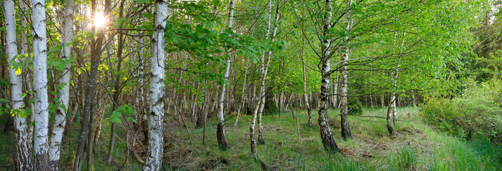 Fototapeta premium Birkenwald (Betula) im Frühling, Panorama 