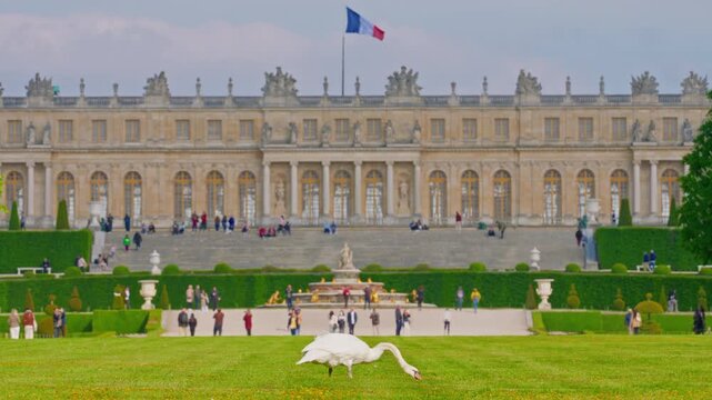 The view of the Versaille castle in France. View of the castle from the inner garden. A beautiful white swan is in the background of the castle
