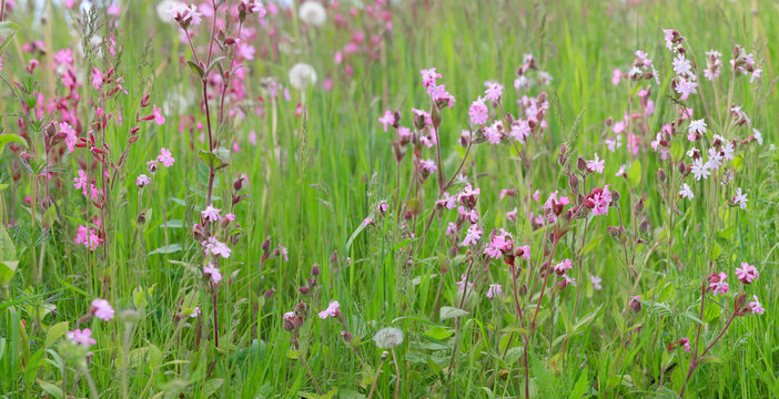 Rote Lichtnelke (Silene dioica) Wildpflanze, Panorama 