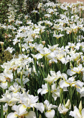 Fototapeta premium Bed of white Japanese water iris plants, Derbyshire England 