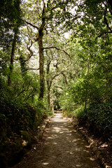 Fototapeta premium Lissabon Sintra, Parque Nacional da Pena
