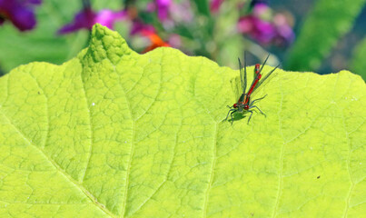 Closeup of a Large red damselfly resting on a leaf, Derbyshire England
