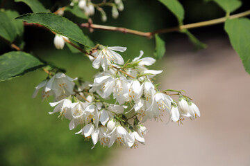 Macro image of sunlit Japanese Snow Flower blooms, Derbyshire England
