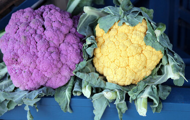 Purple and yellow Cauliflowers ready for sale, Derbyshire England
