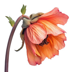 Vibrant orange flower with delicate petals is captured state of blooming while wilting, showcasing its intricate textures and colors. flower stem is gracefully curved, adding elegance to, isolated