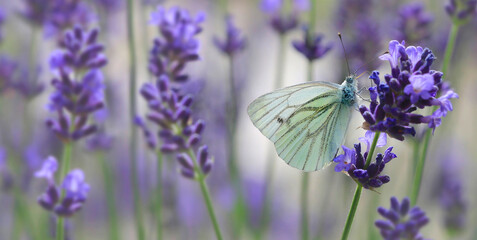 Rapsweißling (Pieris napi) Schmetterling auf Lavendelblüten