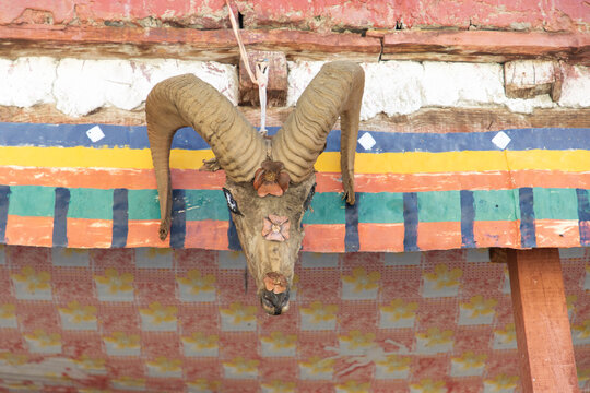 Ram skull with colorful artistic backdrop