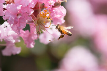 サルスベリの花と集密するミツバチ