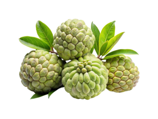 Pile of Fresh Green Sugar Apples or Sweetsop Fruits with Leaves