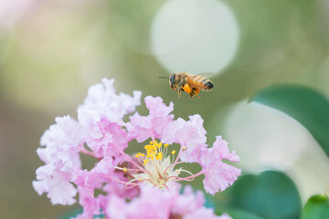 サルスベリの花と集密するミツバチ
