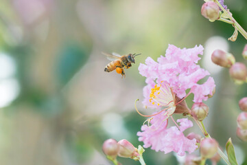 サルスベリの花と集密するミツバチ
