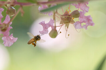 サルスベリの花と集密するミツバチ