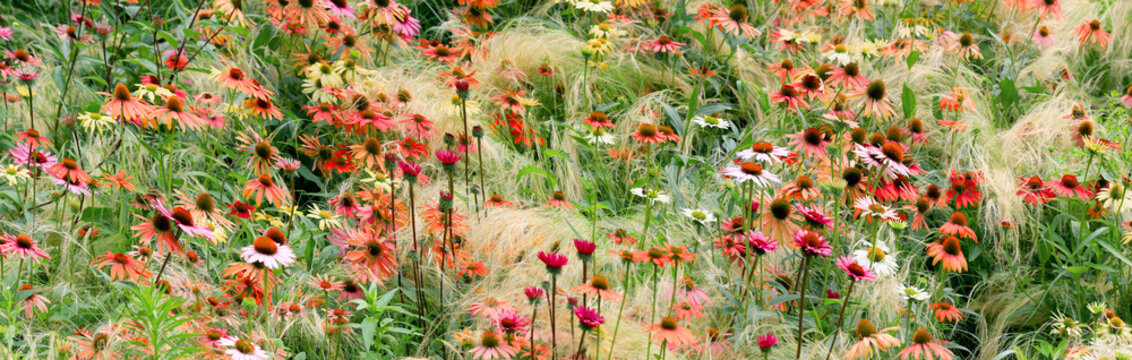 Verschiedene Gr&auml;ser mit Purpur-Sonnenhut (Echinacea purpurea) Panorama 