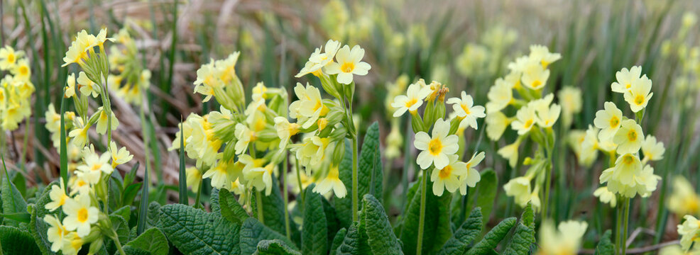 Schl&uuml;sselblume (Primula veris) Fr&uuml;hlingsblume mit Bl&uuml;ten, Panorama 