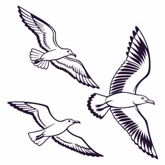 Three stylized seagulls in flight with dark purple outlines on a white background bird flying