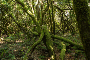 Detalles de corteza y musgo en el bosque de La Gomera