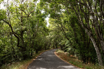 Bóveda verde natural sobre la carretera de La Gomera