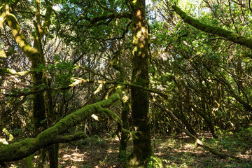 Naklejka premium Paseo con luz natural en el corazón del bosque del Cedro en La Gomera
