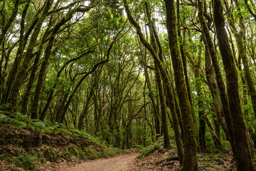 Obraz premium Paseo con luz natural en el corazón del bosque del Cedro en La Gomera