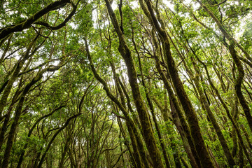 Fototapeta premium Paseo con luz natural en el corazón del bosque del Cedro en La Gomera