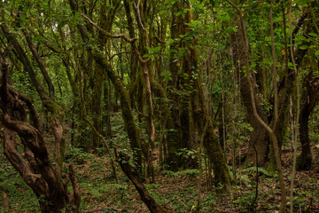 Paseo con luz natural en el corazón del bosque del Cedro en La Gomera
