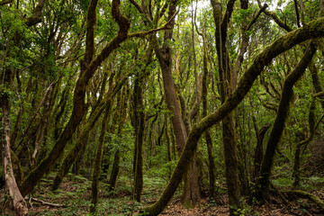 Paseo con luz natural en el corazón del bosque del Cedro en La Gomera