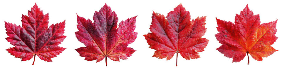Vivid Maple Leaves: A striking close-up showcases four vibrant red maple leaves in a row, with intricate details, perfect for autumn-themed projects.