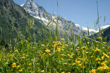 Landscape photo of the Swiss Alps in Val d'Anniviers (Wallis, Valais), near the village of Zinal, featuring mountains with colorful alpine flowers in the foreground.