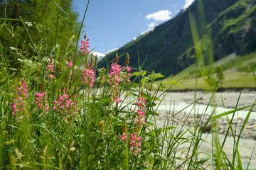 Landscape photo of the Swiss Alps in Val d'Anniviers (Wallis, Valais), near the village of Zinal, featuring mountains with colorful alpine flowers in the foreground.