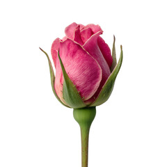 Fototapeta premium A beautiful single pink rosebud with delicate petals beginning to unfurl, isolated on a clean white background.