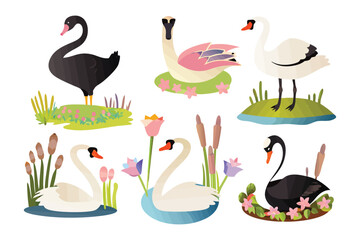 Swans Collection: A charming compilation of swans in various poses, from graceful swimming to poised standing, surrounded by serene aquatic elements like water, grass, and flowers.
