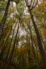 Moody forest view in the fall season. Vertical view of trees