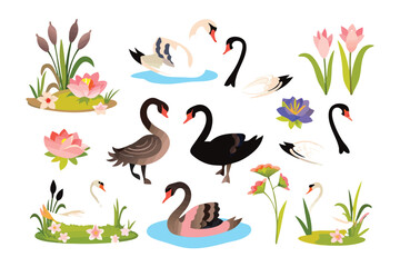 Swan's Serenity: A delicate illustration captures the elegance of swans gracefully gliding amidst aquatic plants and blossoming flowers, radiating tranquility.