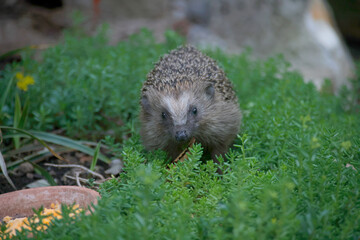 Nördlicher Weißbrustigel (Erinaceus roumanicus) im Garten an Futterschale 