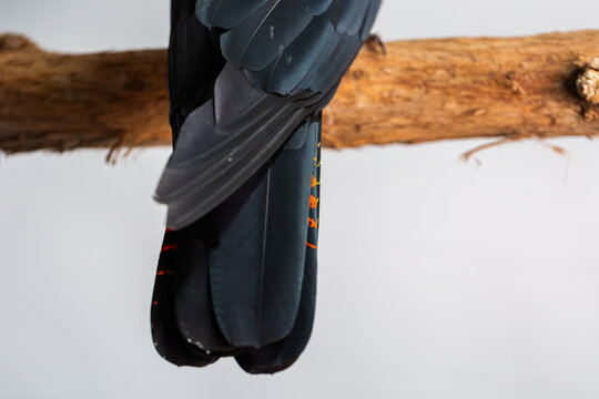 tail feathers on red tailed black cockatoo on white