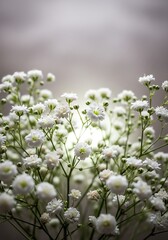 White baby's breath flowers closeup