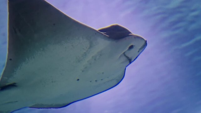  Eagle rays glide underwater in a large aquarium. Watching the behavior of stingrays