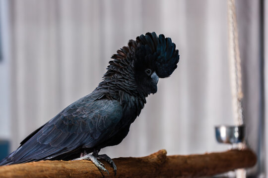 Male red tailed black cockatoo bird perched on branch inside home