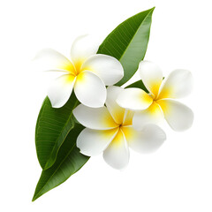 Naklejka premium Three Frangipani Flowers Cluster with Green Leaves on White Background