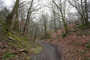 Tranquil misty woodland trail with mossy trees, fallen leaves in Eyam, The Peak District, England.