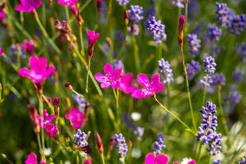Vibrant dianthus and lavender flowers in full bloom