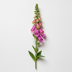 Fototapeta premium Elegant Foxglove Stem: Photorealistic Botanical Illustration on White. Masterpiece.