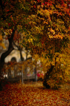 Vibrant fall foliage scene in Montreal's urban setting