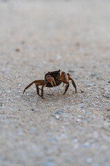 crab on the ground at the seaside