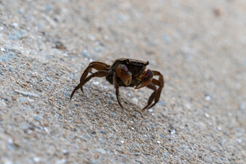 crab on the ground at the seaside